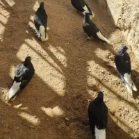 کبوتردمسفید