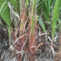 فروش پالم و شمشاد