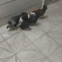 مرغ و خروس سالم