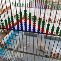 دوعدد قفس.|لوازم جانبی حیوانات|تهران, افسریه شمالی|دیوار