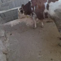 گاو جوان سیمنتال|حیوانات مزرعه|هشترود, |دیوار