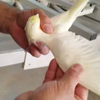 عروس هلندی|پرنده|سرپل ذهاب, |دیوار