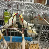 عروس هلندی لیتینو|پرنده|شیراز, طلاب|دیوار