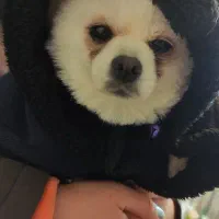 سگ پاکوتاه|سگ|سبزوار, قائم|دیوار