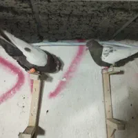 کفتر موشی، شازده، سینه رنگه معاوضه با پرنده