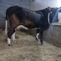 گاوباگوساله