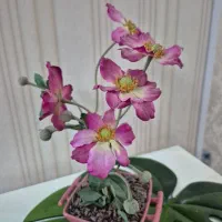 تعدادی دیوار کوب|مجسمه، تندیس، ماکت|کرج, فاز ۴ مهرشهر|دیوار