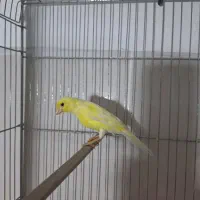 قناری ماده آماده ۳ عدد