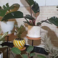 فیلندندونی|گل و گیاه طبیعی|تهران, جمال‌زاده|دیوار