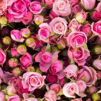 سبزیجات آماده، ترشی آماده عقد قرارداد با شرکت ها