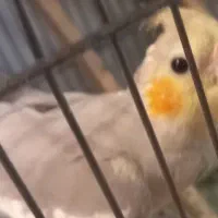 عروس هلندی کاملا رام و دستی|پرنده|تهران, سلیمانی|دیوار