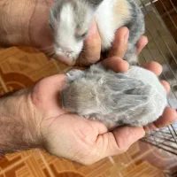 فروش بچه خرگوش آنگورا وجرسی ولوپی ومینیاتوری|موش و خرگوش|کرمانشاه, |دیوار