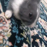 خرگوش نیمچه