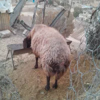 قوچافشاریدرجه ۱|حیوانات مزرعه|رودشت (چهارمحال و بختیاری), |دیوار