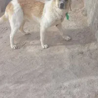 سگ گوسفندی|سگ|شیروان (خراسان), |دیوار