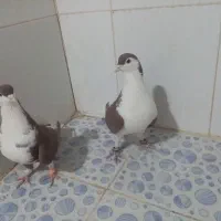 کبوتر|پرنده|زهک, |دیوار