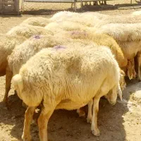 میش چاق بره نرینه فروش گوسفند زنده آگهی دارای فیلم|حیوانات مزرعه|مشهد, توس (بلوار توس)|دیوار