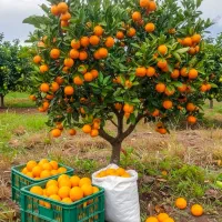 فروش پرتقال درجه یک