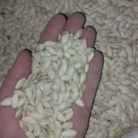 تخمه کدو آجیلی ریز