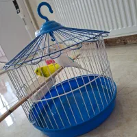 پرنده|پرنده|رباط‌کریم, مسکن مهر آبشناسان|دیوار