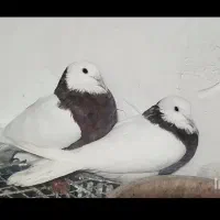 طوقی نرو ماده|پرنده|کبودرآهنگ, |دیوار