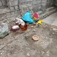 یک عدد کرچ با سه تا جوجه|حیوانات مزرعه|کلاردشت, |دیوار