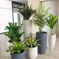 خدمات باغبانی هرسکاری گل کاری تعویض خاک گلدون|خدمات باغبانی و درختکاری|تهران, نیروی هوایی (پیروزی)|دیوار