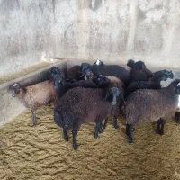 گوسفند بره و بزغاله خوراک خور میش بز قوچ چپش شیشک