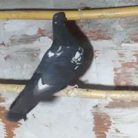 ۱۲۳|پرنده|مینودشت, |دیوار