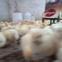 فروش جوجه یک روزه راس|حیوانات مزرعه|فاضل آباد, |دیوار