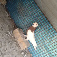 طوقی نر و ماده|پرنده|دلیجان, |دیوار