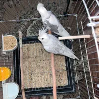 عروس هلندی البینو و دوکت مولد|پرنده|تهران, تهرانسر شمالی|دیوار