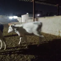 فروش گوساله|حیوانات مزرعه|شیراز, بید زرد|دیوار