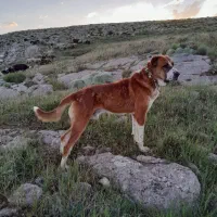 سلام واکذاری پلنک هرکس خواست درخدمتم