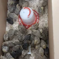 جوجه بلدرچین یک روزه تا ۴۰ روزه|حیوانات مزرعه|کرمانشاه, |دیوار