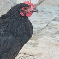 خروس ۵ماه