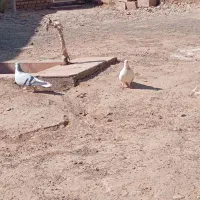 جفتگاه|پرنده|اسحاق آباد, |دیوار