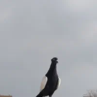 کفتر|پرنده|تربت جام, میان جام|دیوار