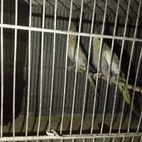 عروس هلندی|پرنده|بندرعباس, |دیوار