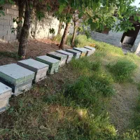 تعداد 10کندو