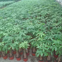 کارگر وارد به گلخانه