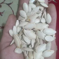تخم کدو درجه یک