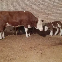 گاو سمینتال با گوساله نر