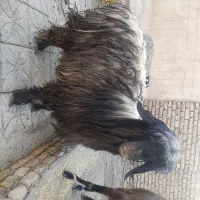 گوسفند فروشی