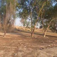 برش و حرص کاری و خرید انواع دخت‌ها در اسرع وقت