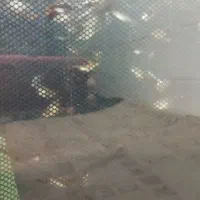 تعداد 30تا گوپی سنگاپوری مولدوشکم پر|ماهی|بروجرد, |دیوار