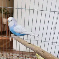 مرغ عشق انگلیسی