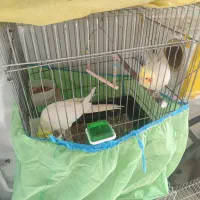 فروش یا معاوضه طوطی عروس|پرنده|محمدیه-قزوین, |دیوار