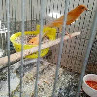 قناری بلند و رسمی  با چهار تا جوجه دهن اول