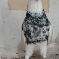 یک عدد کفتر طوقی شازده نر